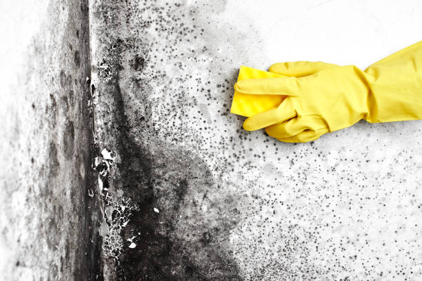 Mold Removal and Inspection in Placitas, NM