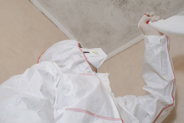 Best Attic Mold Removal  in Placitas, NM